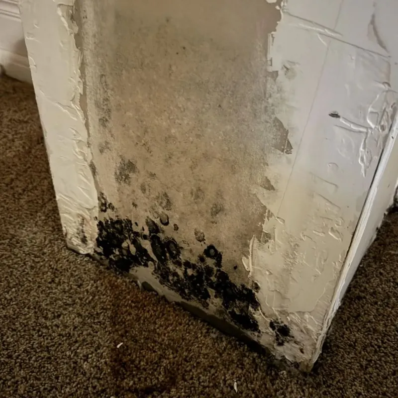 Professional Mold Removal in Berryville, TX